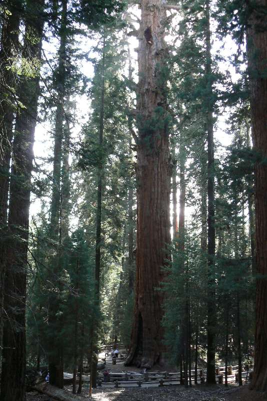 24 Sequoia National Park